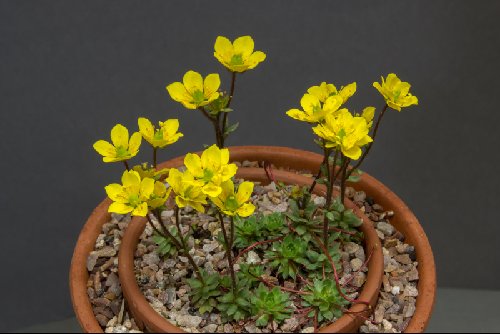 Saxifraga flagellaris stenophylla